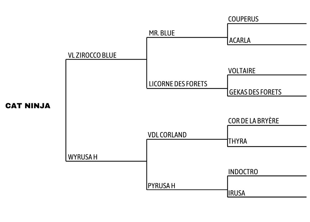 Cat Ninja (horse pedigree)