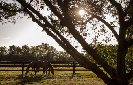 Paddocks - Eyecandyland