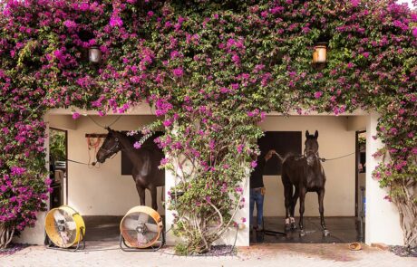 Horses