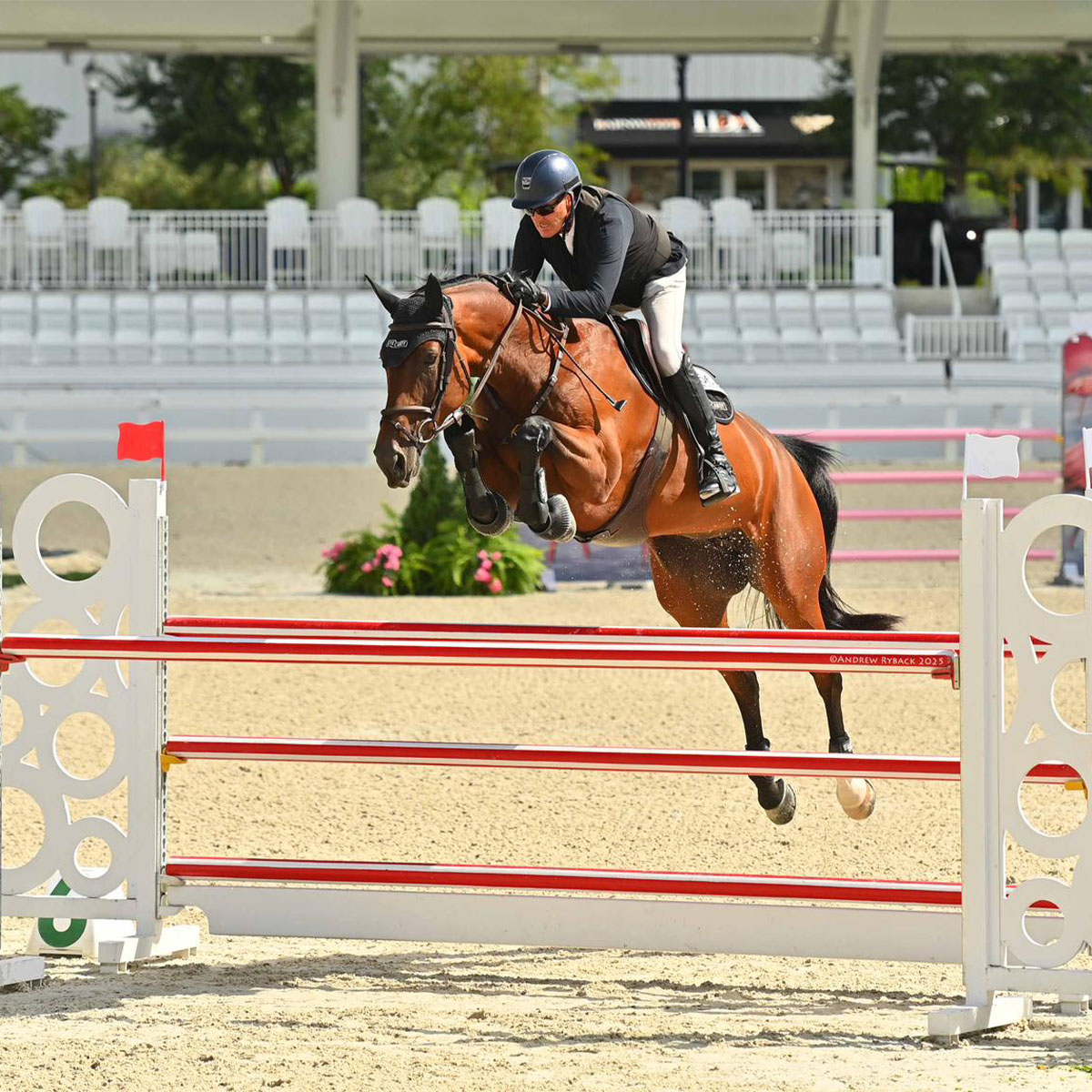 Dragonfly - talented 7yo mare